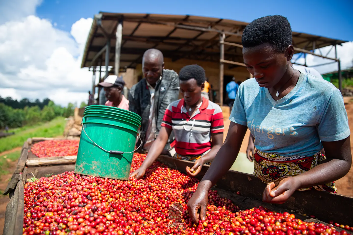Women sorting fresh coffee cherries at the Kawasili washing station, Kayanza